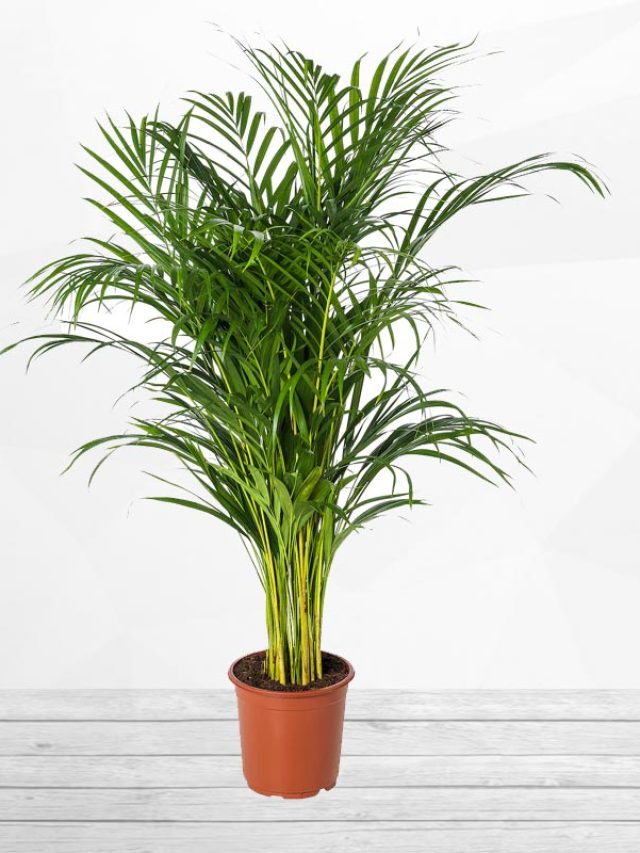 10 Indoor Plants That Act as Natural Humidity Absorbers for Your Home