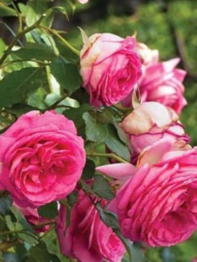 Unlocking the Secret to Bountiful Blooms: Tips for Growing Lush Roses