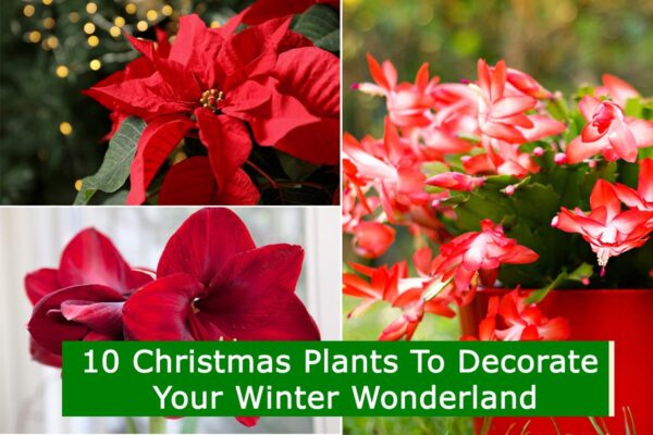 10 Christmas Plants To Decorate Your Winter Wonderland