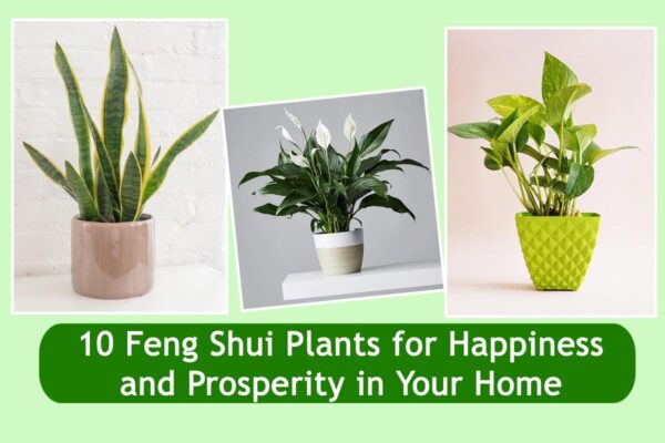 10 Feng Shui Plants for Happiness and Prosperity in Your Home