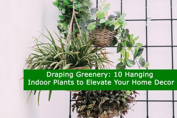 10 Hanging Indoor Plants to Elevate Your Home Decor
