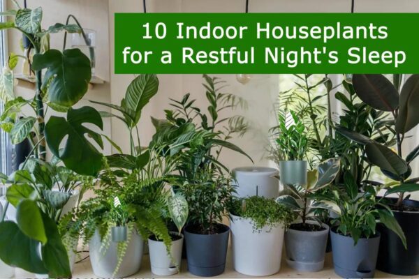 10 Indoor Houseplants for a Restful Night's Sleep