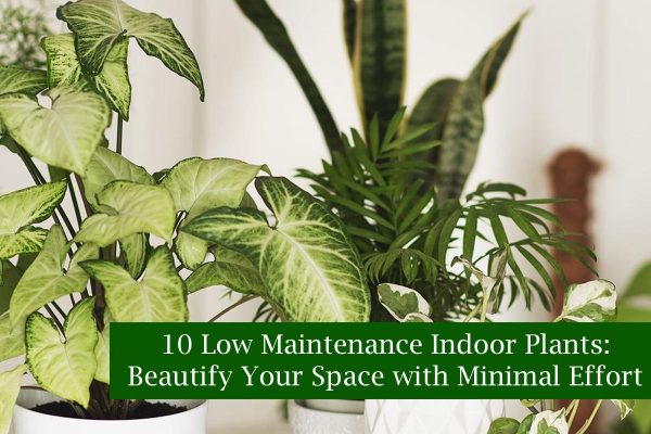 10 Low Maintenance Indoor Plants: Beautify Your Space with Minimal Effort
