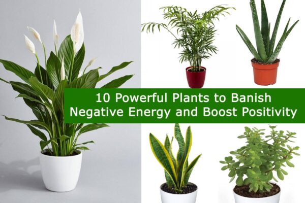 10 Powerful Plants to Banish Negative Energy and Boost Positivity