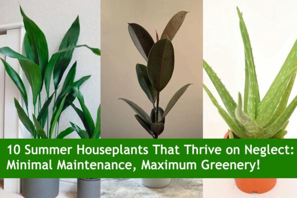 10 Summer Houseplants That Thrive on Neglect: Minimal Maintenance, Maximum Greenery!