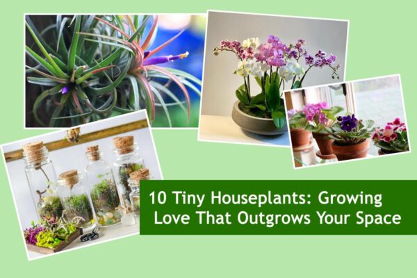 10 Tiny Houseplants: Growing Love That Outgrows Your Space