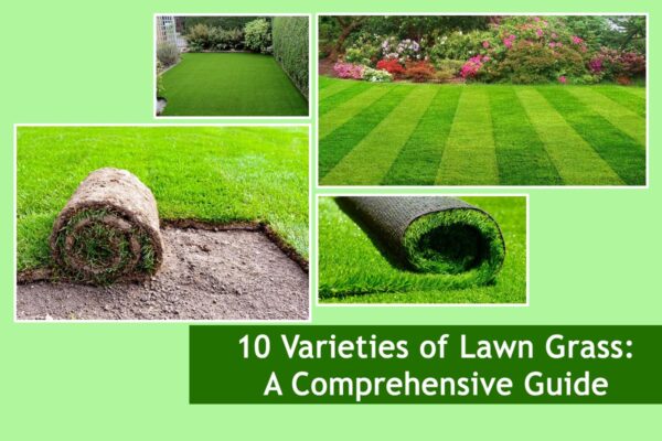 10 Varieties of Lawn Grass: A Comprehensive Guide