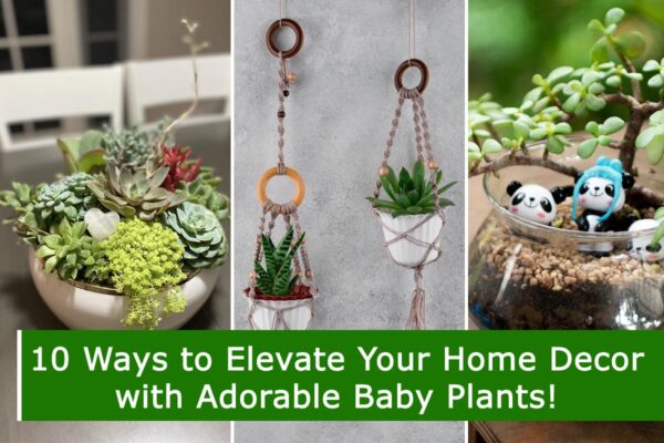 10 Ways to Elevate Your Home Decor with Adorable Baby Plants!