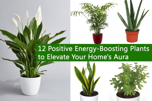 12 Positive Energy-Boosting Plants to Elevate Your Home's Aura