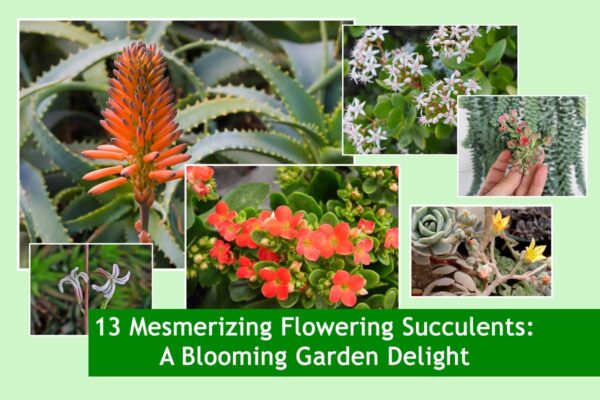 13 Mesmerizing Flowering Succulents: A Blooming Garden Delight