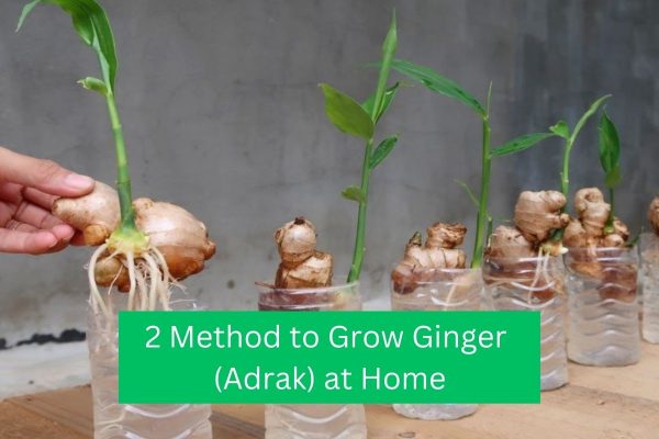 2 Method to Grow Ginger (Adrak) at Home