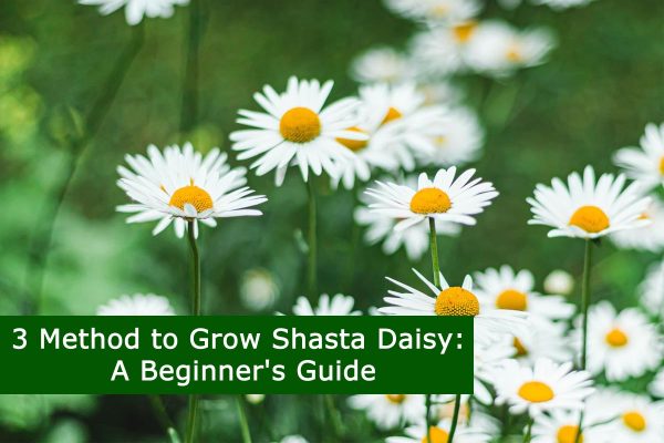 3 Method to Grow Shasta Daisy: A Beginner's Guide