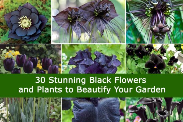 30 Stunning Black Flowers and plants to Beautify Your Garden
