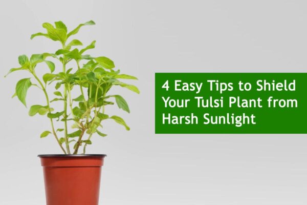 4 Easy Tips to Shield Your Tulsi Plant from Harsh Sunlight