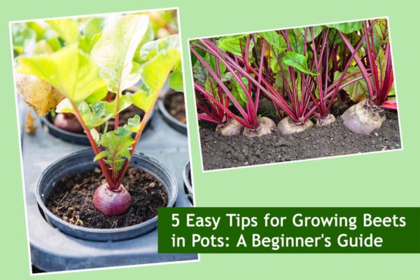 5 Easy Tips for Growing Beets in Pots: A Beginner's Guide
