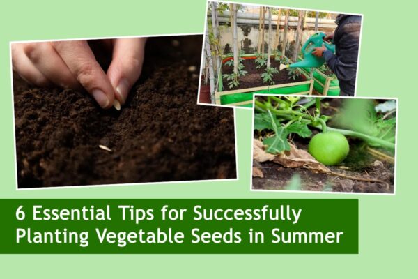 6 Essential Tips for Successfully Planting Vegetable Seeds in Summer