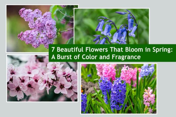 7 Beautiful Flowers That Bloom in Spring: A Burst of Color and Fragrance