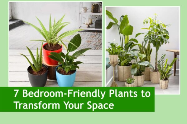7 Bedroom-Friendly Plants to Transform Your Space