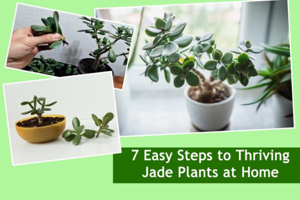 7 Easy Steps to Thriving Jade Plants at Home