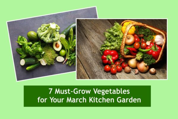 7 Must-Grow Vegetables for Your March Kitchen Garden