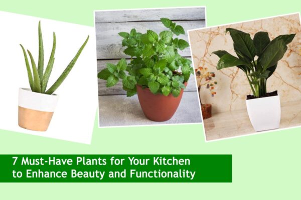 7 Must-Have Plants for Your Kitchen to Enhance Beauty and Functionality