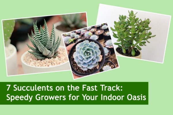 7 Succulents on the Fast Track: Speedy Growers for Your Indoor Oasis