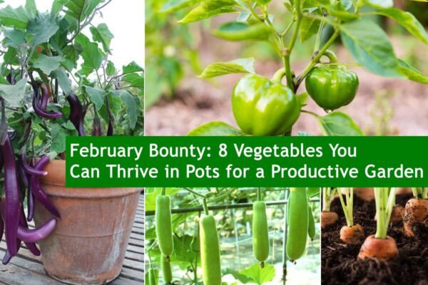 February Bounty: 8 Vegetables You Can Thrive in Pots for a Productive Garden