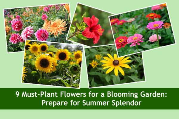 9 Must-Plant Summer Flowers for a Blooming Garden