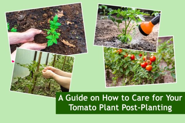 A Guide on How to Care for Your Tomato Plant Post-Planting
