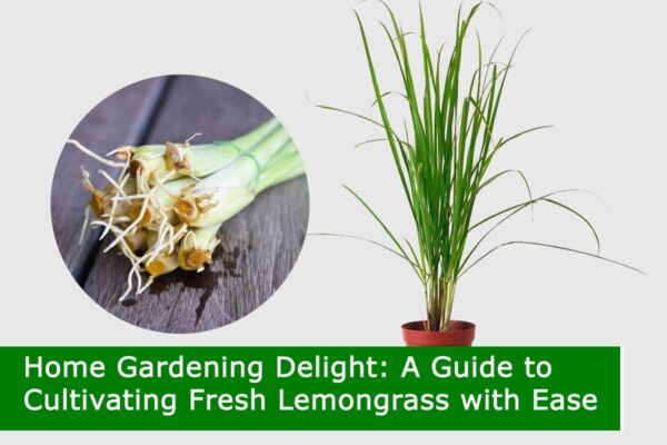 A Guide to Cultivating Fresh Lemongrass with Ease