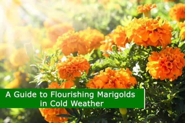 A Guide to Flourishing Marigolds in Cold Weather