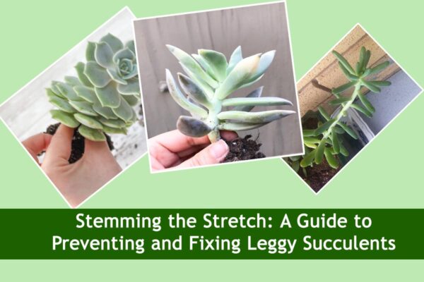 Leggy succulents can detract from the beauty of your garden, but with proper care and attention, you can prevent and fix this issue. By providing adequate light, watering wisely, and pruning strategically, you can ensure your succulents remain compact and vibrant.