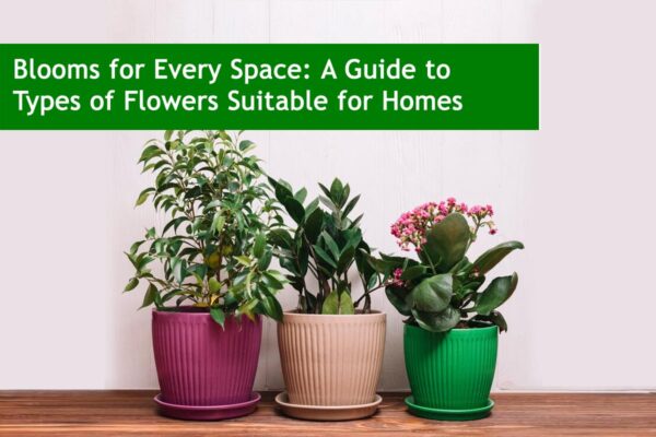 Blooms for Every Space: A Guide to Types of Flowers Suitable for Homes