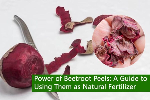 Power of Beetroot Peels: A Guide to Using Them as Natural Fertilizer