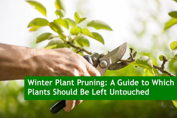 Winter Plant Pruning: A Guide to Which Plants Should Be Left Untouched