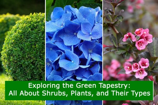 Exploring the Green Tapestry: All About Shrubs, Plants, and Their Types