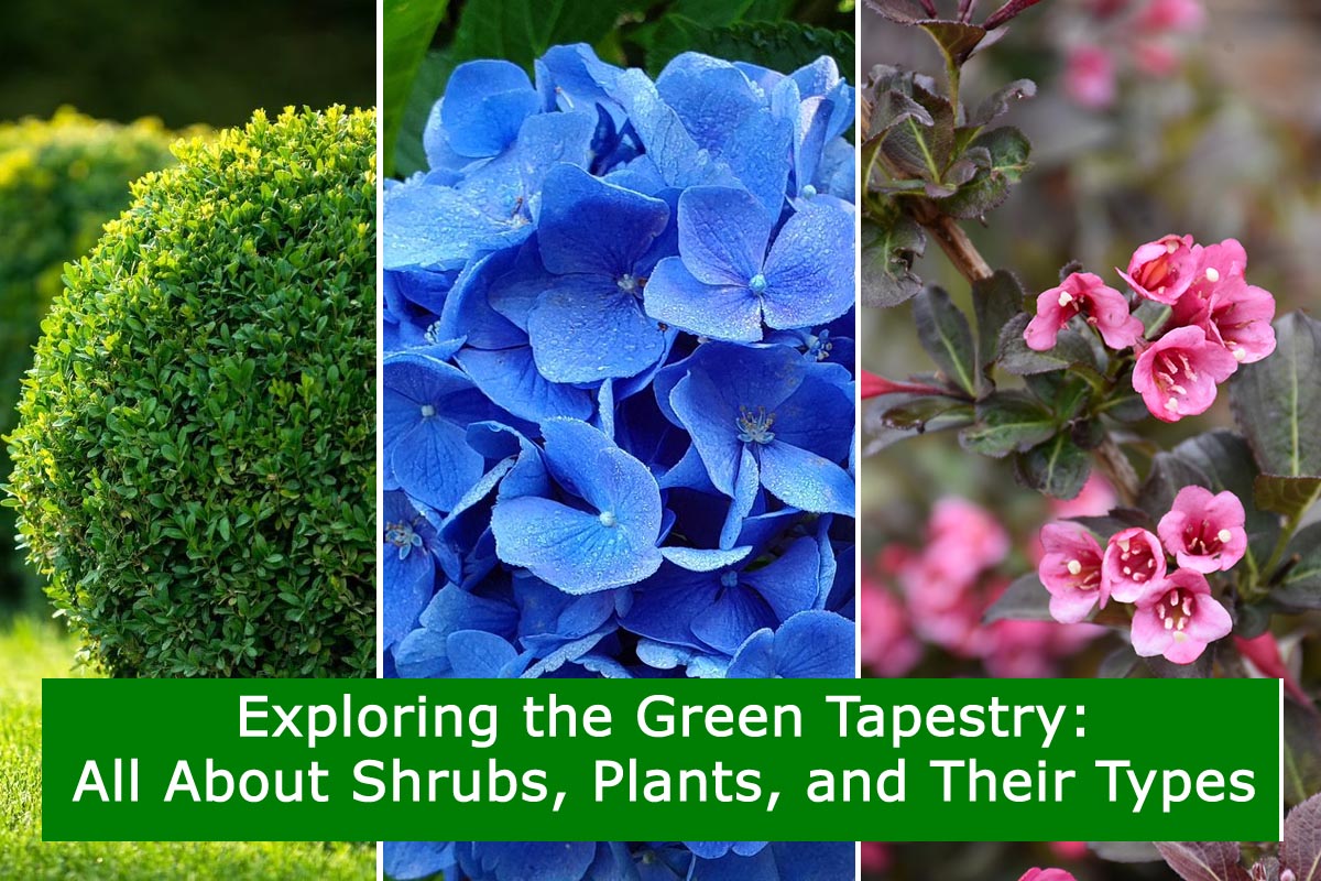 Exploring the Green Tapestry: All About Shrubs, Plants, and Their Types