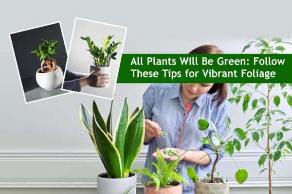 All Plants Will Be Green: Follow These Tips for Vibrant Foliage