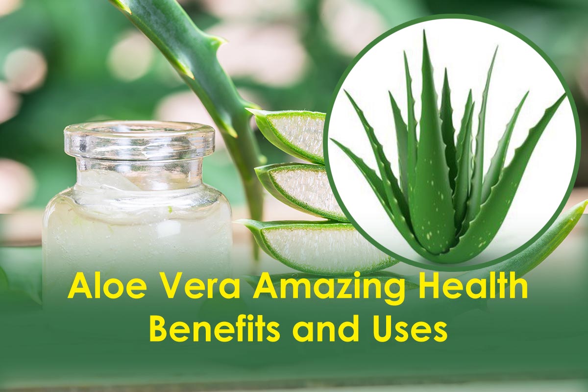 Aloe Vera Amazing Benefits and Uses | Plants Information