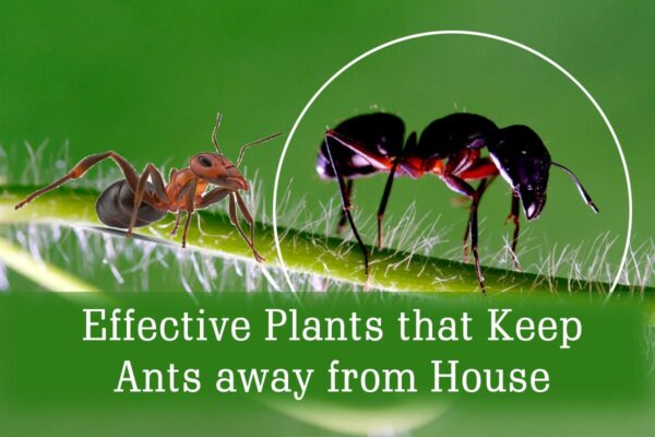Effective Plants that Keep Ants away from House