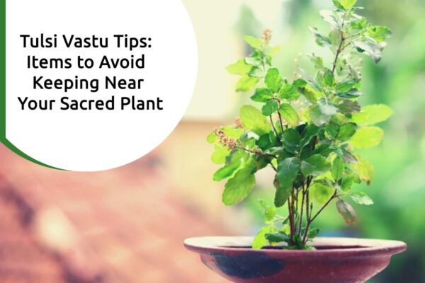 Tulsi Vastu Tips: Items to Avoid Keeping Near Your Sacred Plant