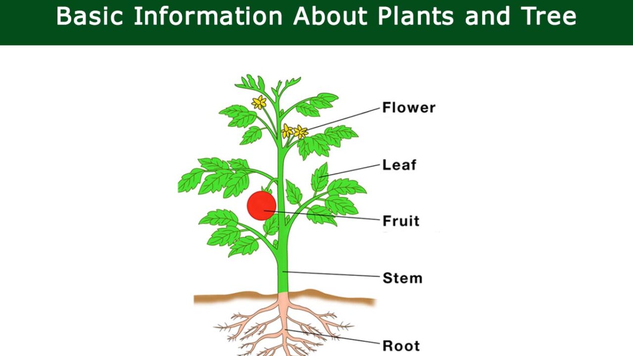 Basic Information About Plants and Tree | Plants Information