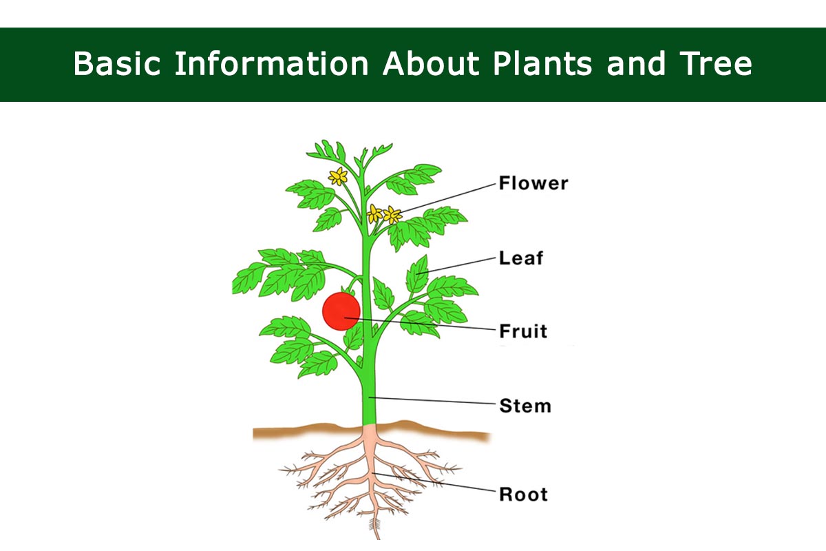 basic-information-about-plants-and-tree-plants-information