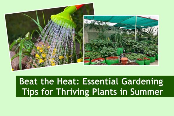 Beat the Heat: Essential Gardening Tips for Thriving Plants in Summer