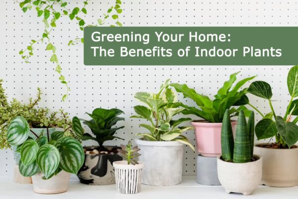 The Benefits of Indoor Plants