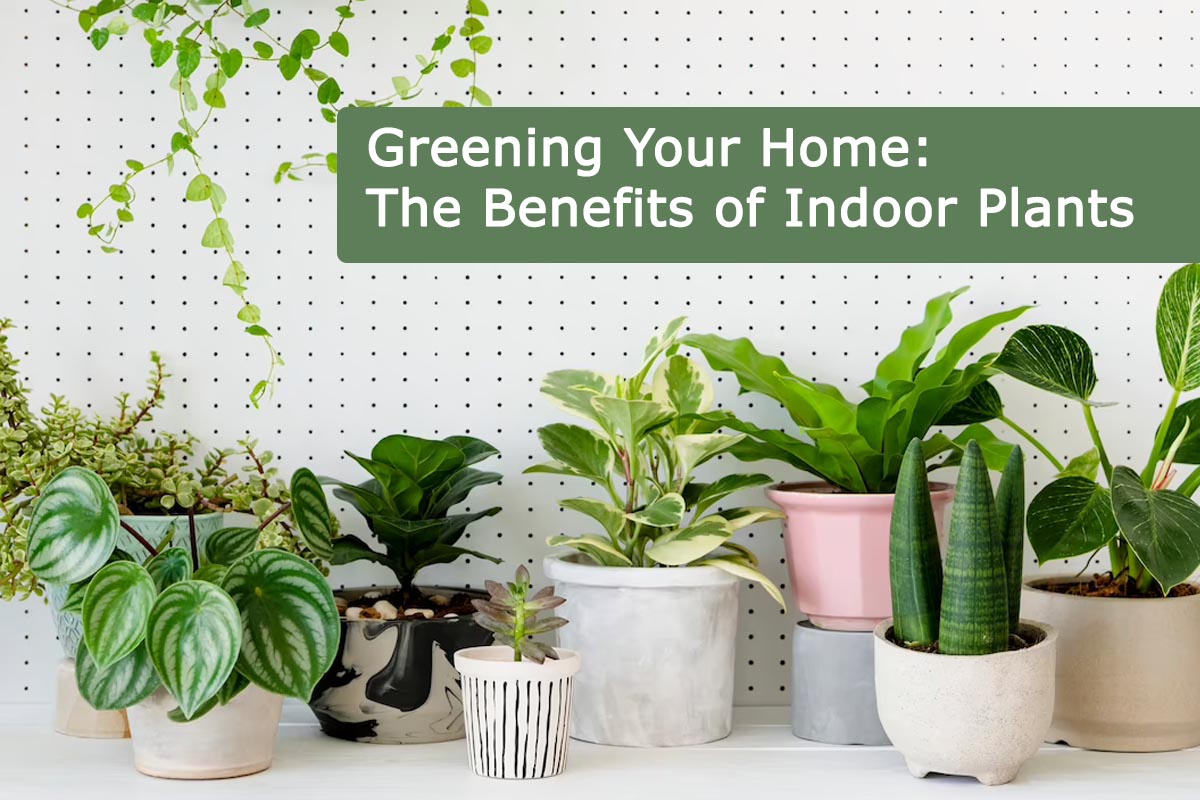 Greening Your Home: The Benefits of Indoor Plants | Plants Information