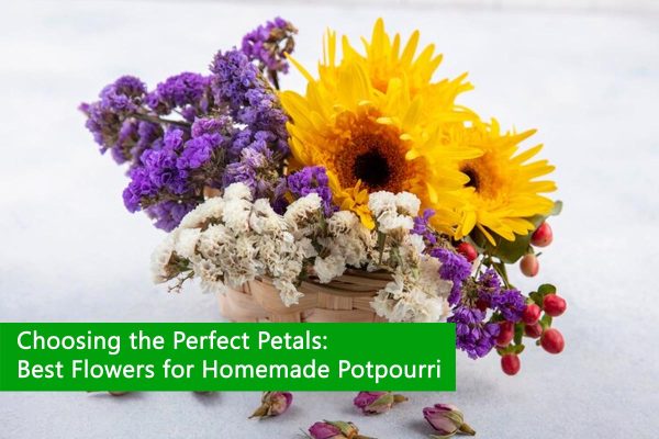 Choosing the Perfect Petals: Best Flowers for Homemade Potpourri