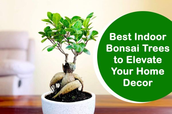 Best Indoor Bonsai Trees to Elevate Your Home Decor