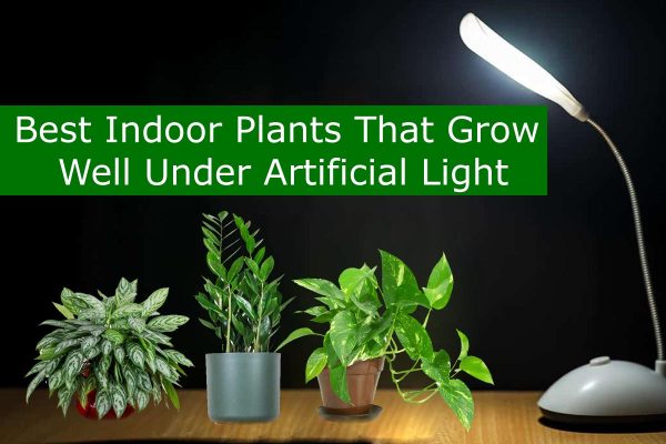 Best Indoor Plants That Grow Well Under Artificial Light