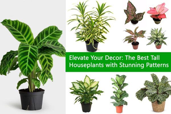 Elevate Your Decor: The Best Tall Houseplants with Stunning Patterns